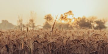 A serene scene of a wheat field at sunset with golden hues capturing the essence of nature.