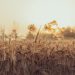 A serene scene of a wheat field at sunset with golden hues capturing the essence of nature.