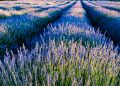 Vibrant lavender fields at sunset in Krnica, Croatia, showcasing natural beauty and tranquility.