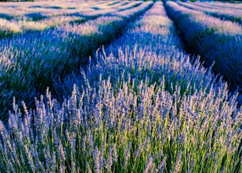 Vibrant lavender fields at sunset in Krnica, Croatia, showcasing natural beauty and tranquility.