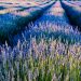 Vibrant lavender fields at sunset in Krnica, Croatia, showcasing natural beauty and tranquility.