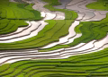 A breathtaking aerial view of lush green rice terraces under sunlight, showcasing nature's beauty in summer.