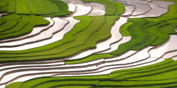 A breathtaking aerial view of lush green rice terraces under sunlight, showcasing nature's beauty in summer.