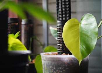Close-up of a vibrant Monstera leaf in a pot indoors in Đồng Nai, Vietnam, emphasizing lush greenery.