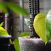 Close-up of a vibrant Monstera leaf in a pot indoors in Đồng Nai, Vietnam, emphasizing lush greenery.