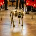 A robotic dog navigates an indoor setting amidst red chairs, showcasing technology in modern environments.