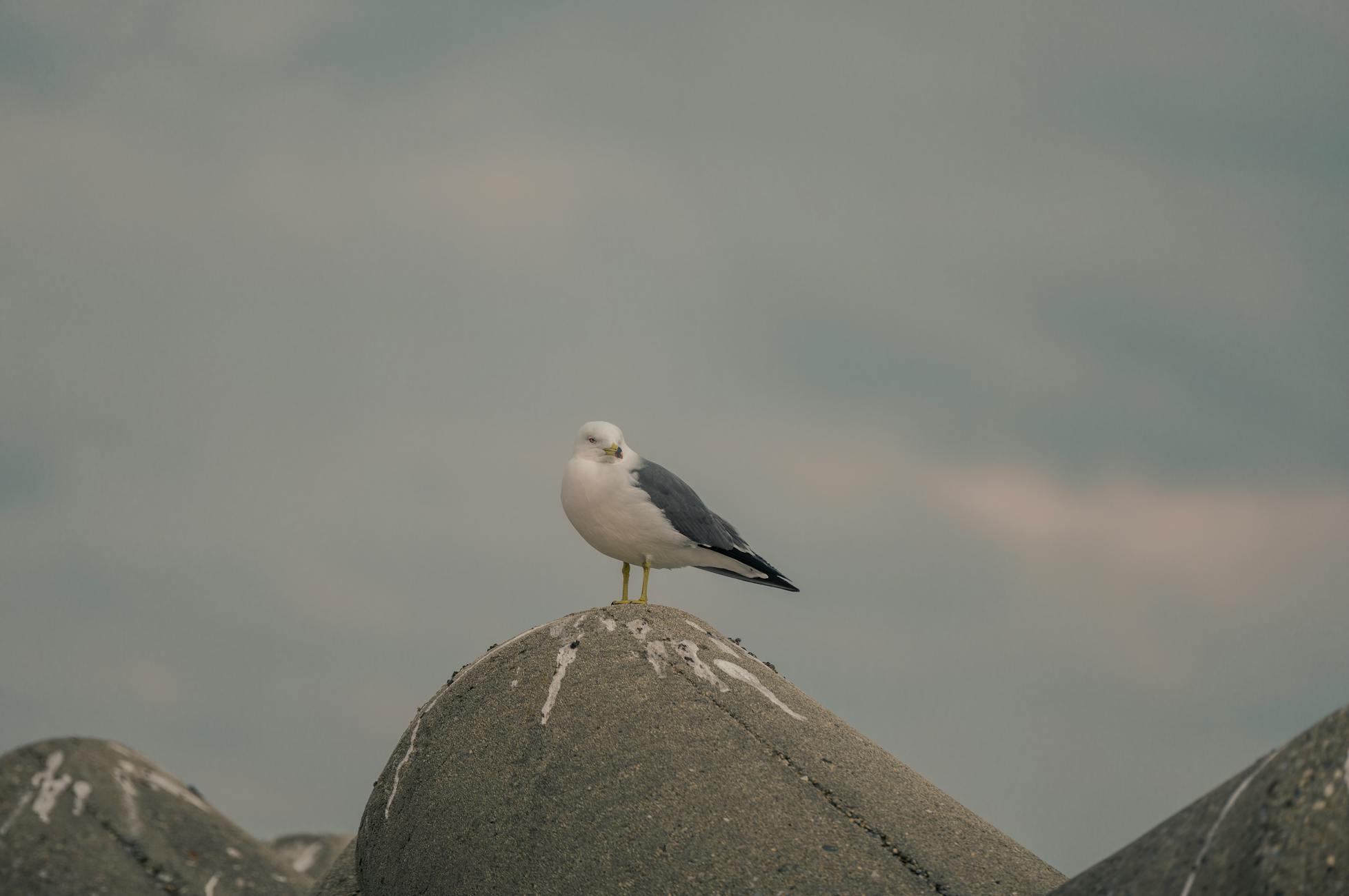 A seagull perched on a concrete barrier against a soft sky background.