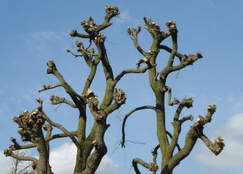 Close-up of heavily pruned tree branches silhouetted against a clear blue sky.