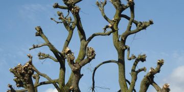 Close-up of heavily pruned tree branches silhouetted against a clear blue sky.