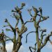 Close-up of heavily pruned tree branches silhouetted against a clear blue sky.