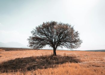 A solitary tree stands in a sunlit, dry field in Kayseri, Türkiye, evoking a sense of resilience.
