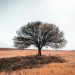 A solitary tree stands in a sunlit, dry field in Kayseri, Türkiye, evoking a sense of resilience.