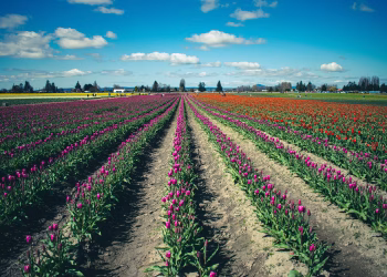Brightly colored tulip fields under a blue sky in La Conner, WA, showcasing springtime beauty.