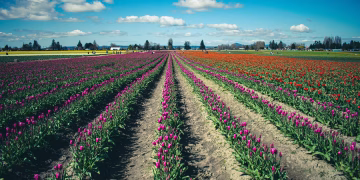 Brightly colored tulip fields under a blue sky in La Conner, WA, showcasing springtime beauty.