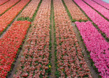 Colorful rows of blooming tulips in various shades under sunny skies.
