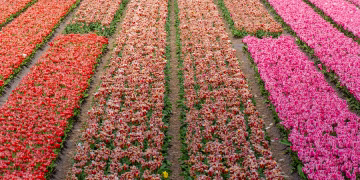 Colorful rows of blooming tulips in various shades under sunny skies.