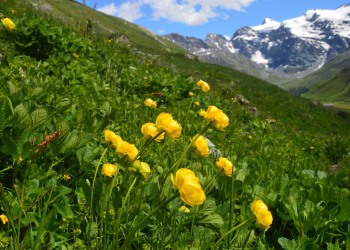 Bright yellow flowers bloom in a lush alpine meadow with snow-capped mountains in the background.
