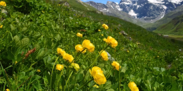 Bright yellow flowers bloom in a lush alpine meadow with snow-capped mountains in the background.