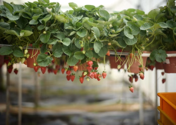 Lush strawberry plants in pots with ripe fruits in a greenhouse setting.