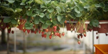 Lush strawberry plants in pots with ripe fruits in a greenhouse setting.