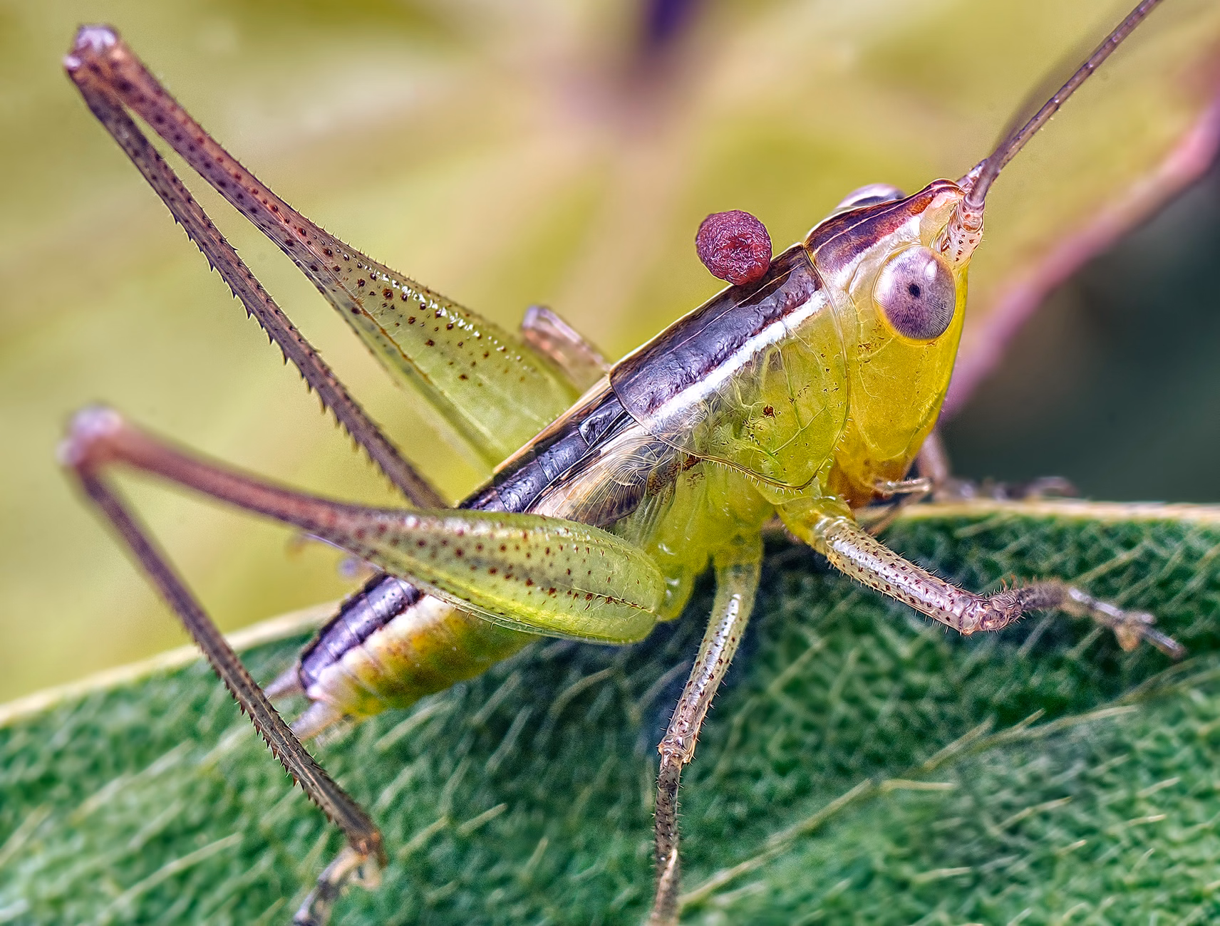 Close-up view of a green grasshopper perched on a leaf, showcasing intricate details.