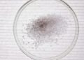 High-angle view of salt crystals in a petri dish, perfect for science stock images.