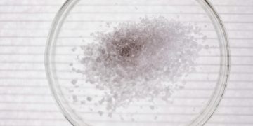 High-angle view of salt crystals in a petri dish, perfect for science stock images.