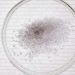 High-angle view of salt crystals in a petri dish, perfect for science stock images.