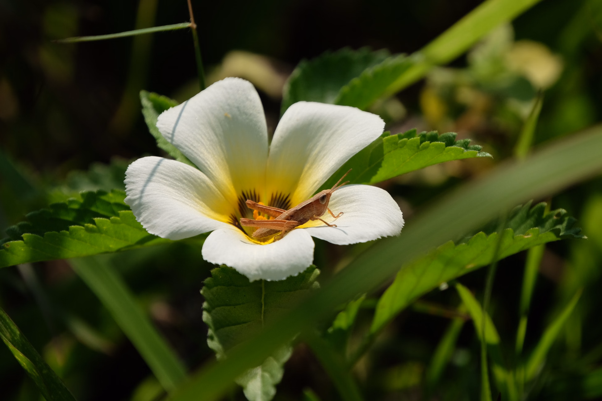 Close-up of a grasshopper resting on a white flower with green foliage background.