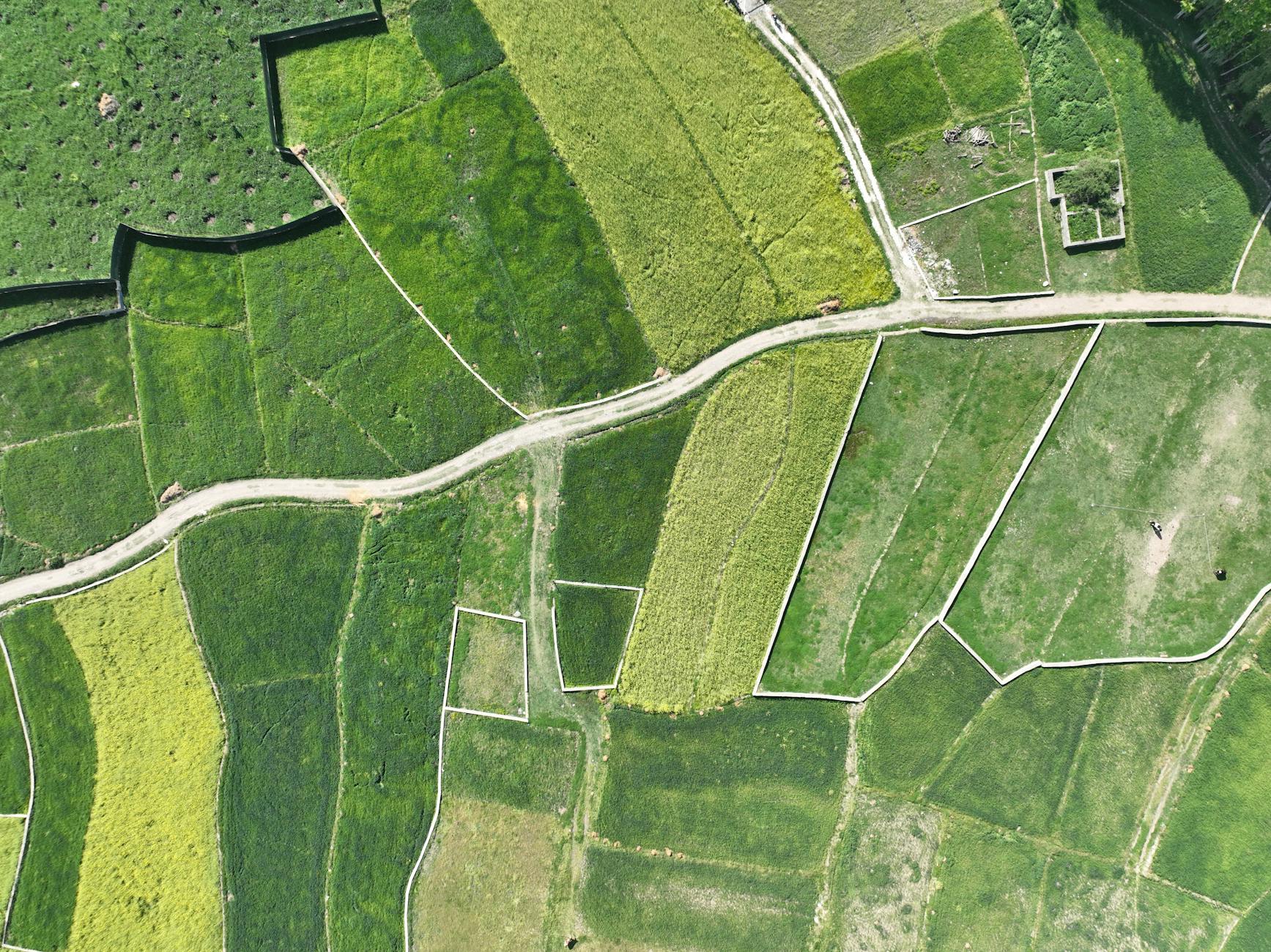 Aerial drone view showcasing lush green farmland and countryside in Srinagar, India.