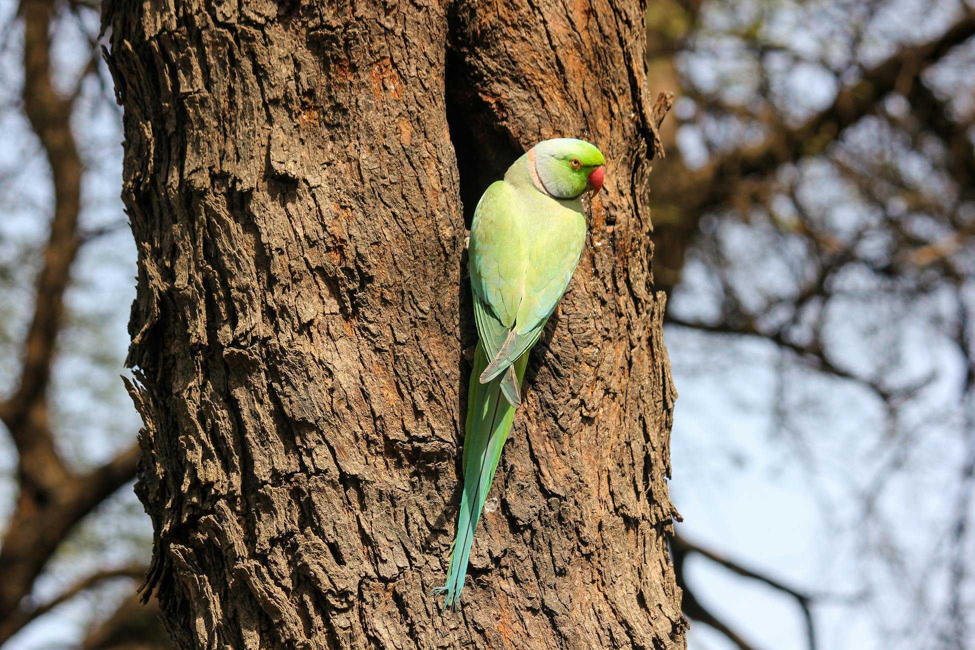 A vibrant rose-ringed parakeet perched on a tree trunk in Bharatpur, India.
