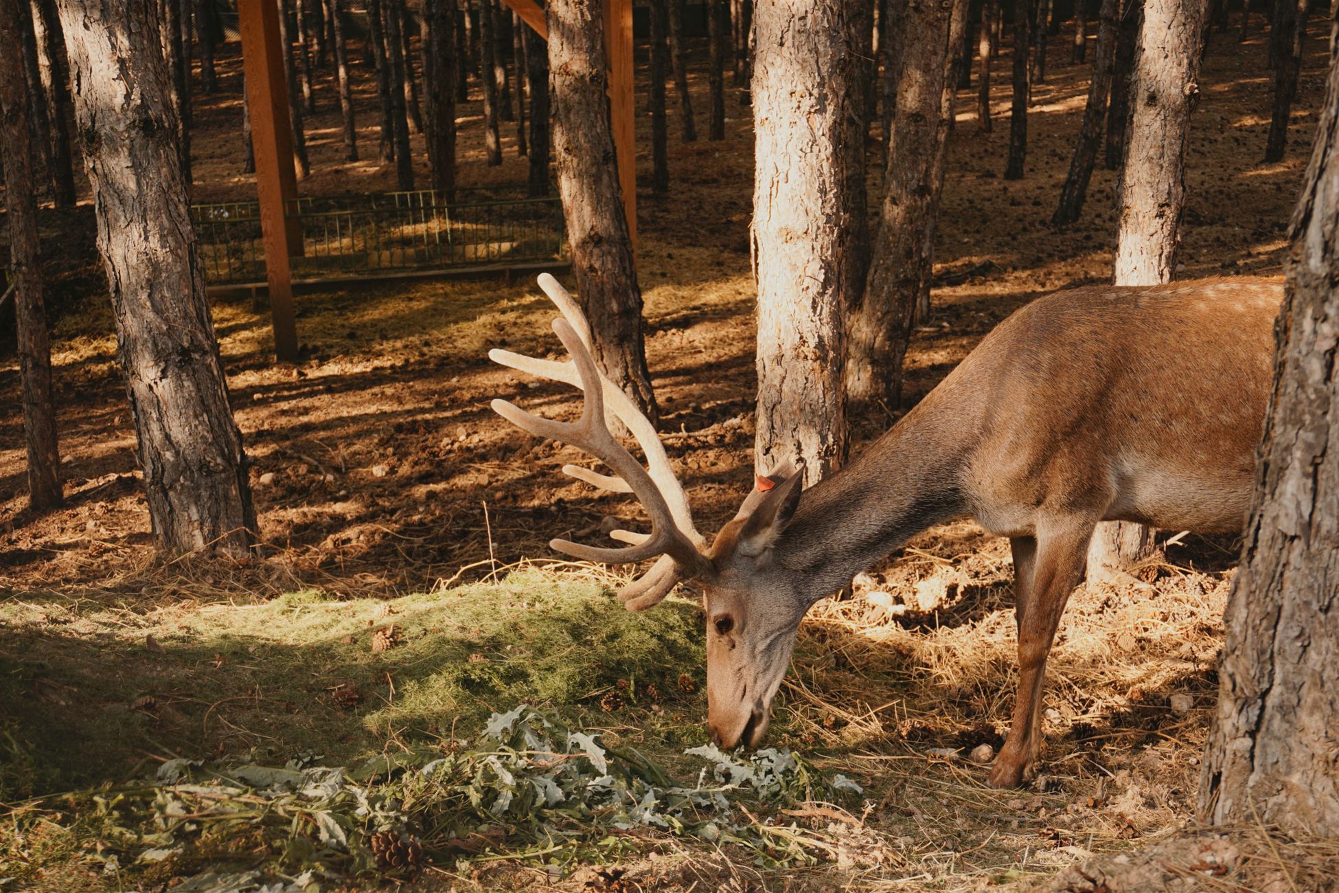 A deer with antlers feeds on grass in a sunlit forest clearing, showcasing wildlife beauty.