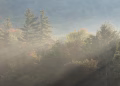 A serene forest landscape with rays of sunlight piercing through the morning mist, creating a tranquil atmosphere.