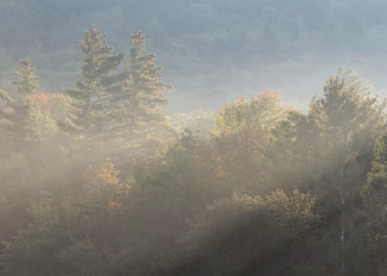 A serene forest landscape with rays of sunlight piercing through the morning mist, creating a tranquil atmosphere.