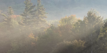 A serene forest landscape with rays of sunlight piercing through the morning mist, creating a tranquil atmosphere.