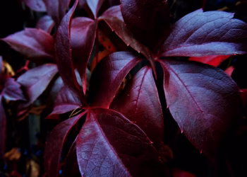 A close-up view of vibrant red leaves showcasing rich textures, set in an outdoor garden during fall.