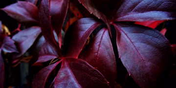 A close-up view of vibrant red leaves showcasing rich textures, set in an outdoor garden during fall.