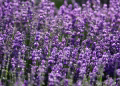 Closeup of bright purple field of delicate aromatic lavender flowering plant growing on sunny day