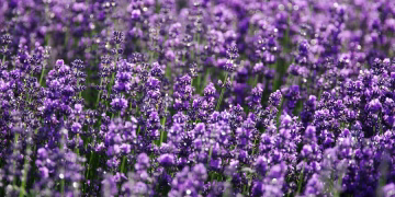 Closeup of bright purple field of delicate aromatic lavender flowering plant growing on sunny day