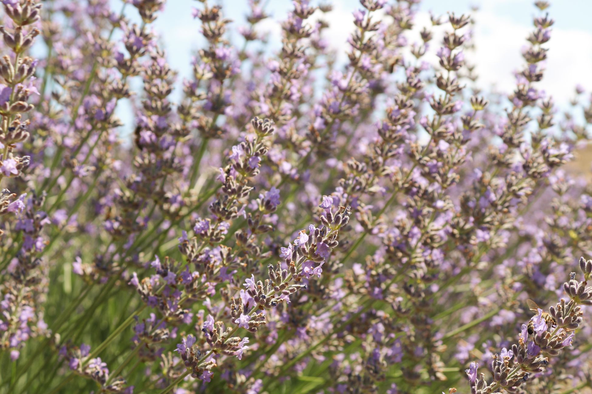 A vibrant close-up of blooming purple lavender flowers swaying gently in the breeze.