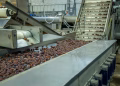 Industrial machinery sorting dates on a production line in a factory.