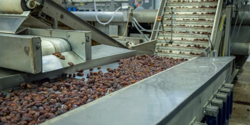 Industrial machinery sorting dates on a production line in a factory.