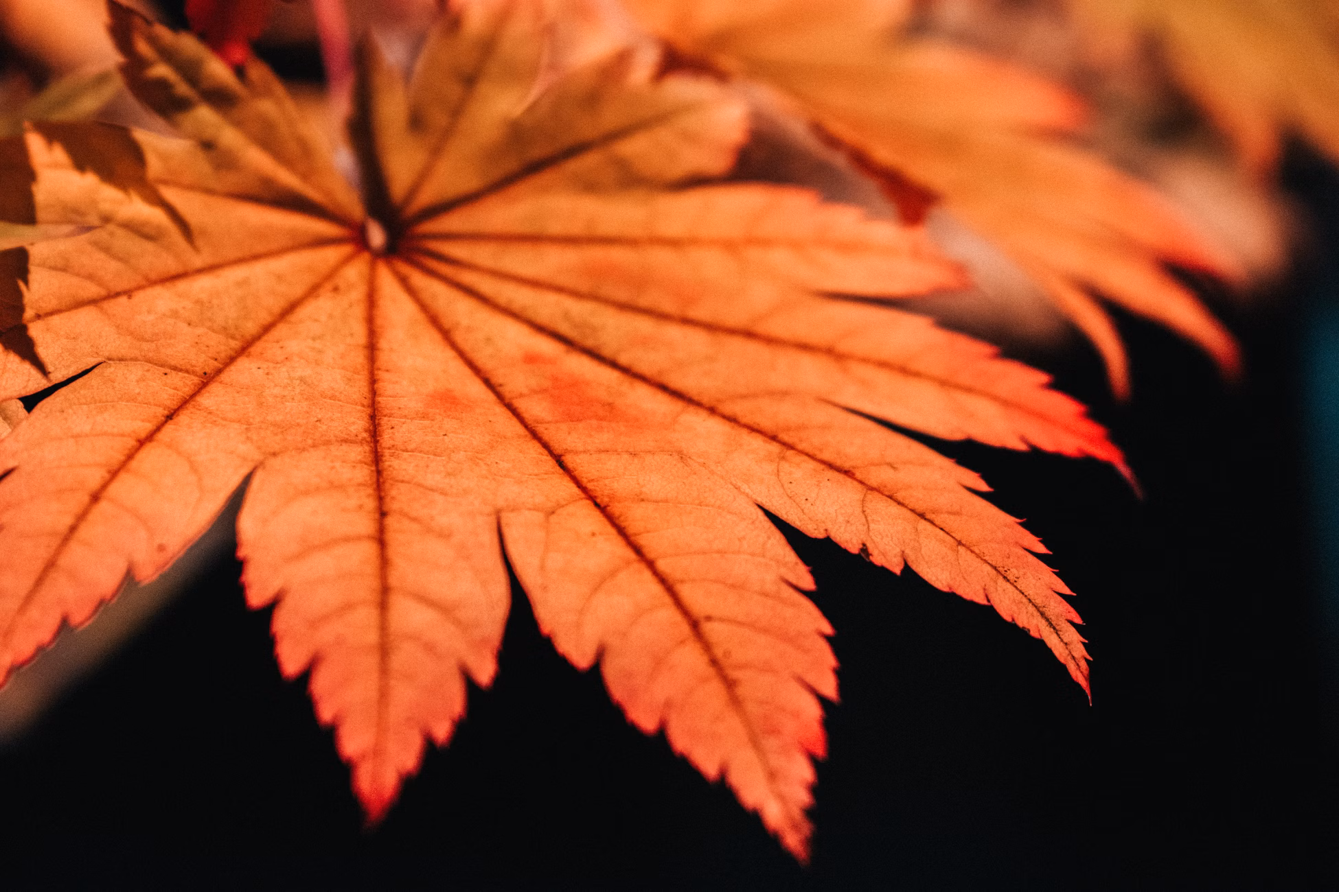 Capture of a beautifully detailed maple leaf with autumn colors against a black background.