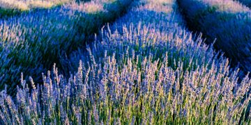 Vibrant lavender fields at sunset in Krnica, Croatia, showcasing natural beauty and tranquility.