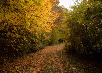 A tranquil dirt road surrounded by vibrant autumn foliage, capturing the essence of fall.