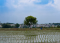 Peaceful rice paddy landscape featuring a solitary tree and village background under a bright sky.
