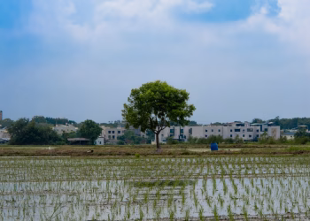 Peaceful rice paddy landscape featuring a solitary tree and village background under a bright sky.