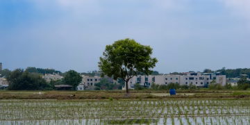 Peaceful rice paddy landscape featuring a solitary tree and village background under a bright sky.