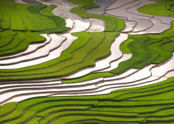 A breathtaking aerial view of lush green rice terraces under sunlight, showcasing nature's beauty in summer.