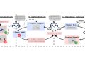 ZendoWorld의 초기화·실험·규칙 추론 평가 과정 구조도